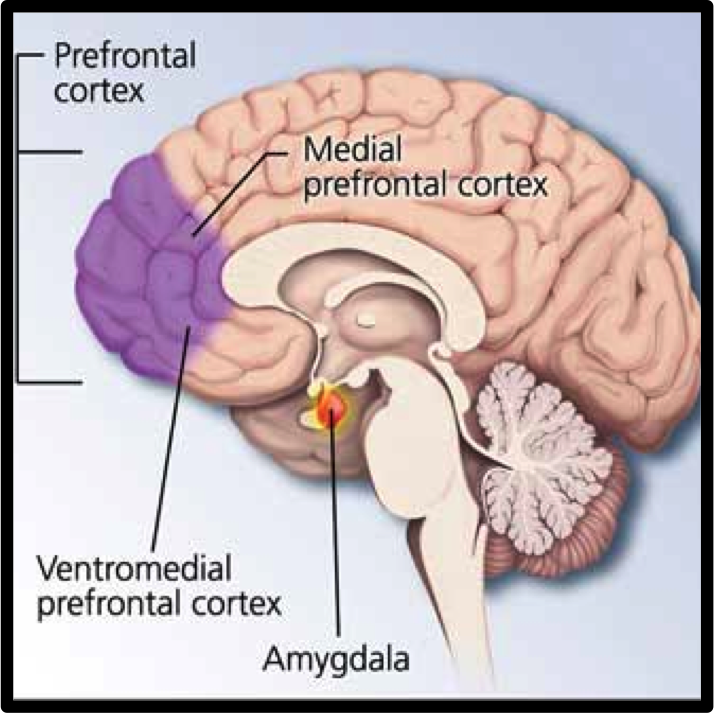 Amygdala-Prefrontal cortex